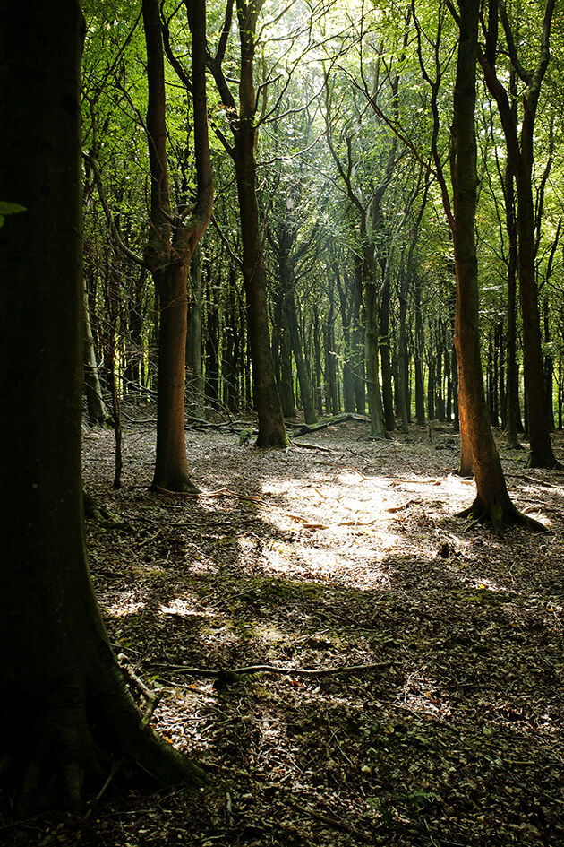 Shaft of Sunlight