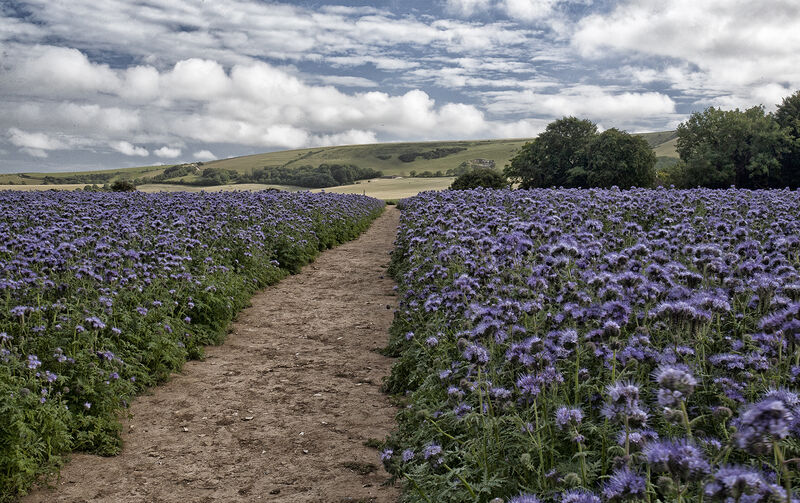 Pathway to the Downs