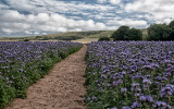Pathway to the Downs