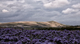 Sunlit Caburn