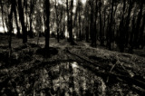 Within the trees