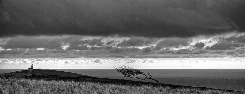 Follow the wind - scupted tree