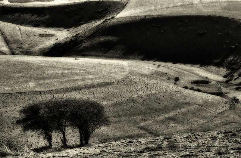 Wild Sussex