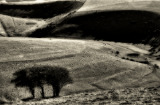 Wild Sussex
