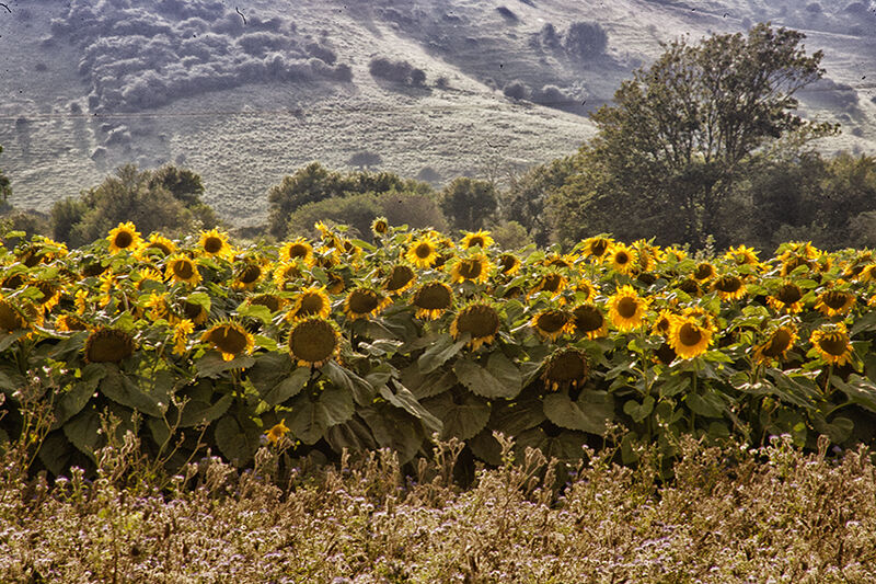 Sea of Sunflowers