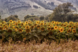 Sea of Sunflowers