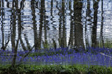 Reflected beauty