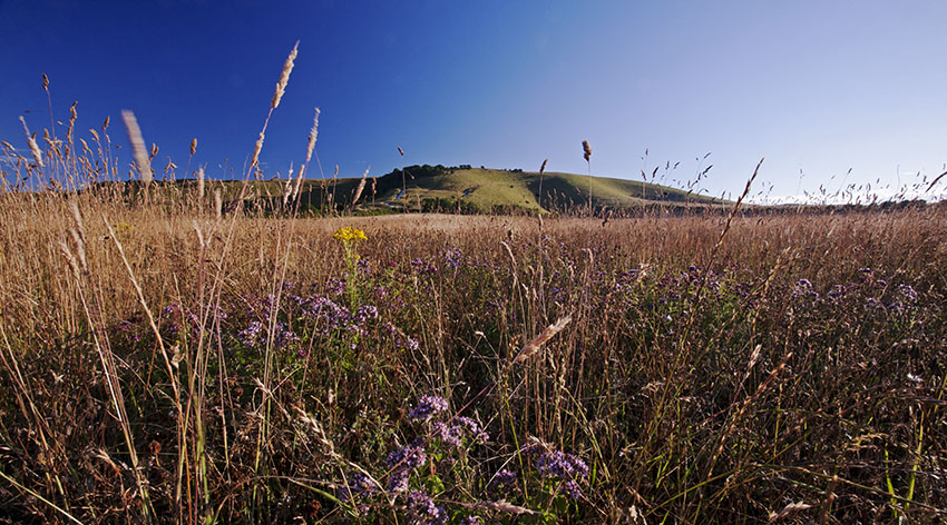 Downland Flora