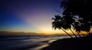Palms