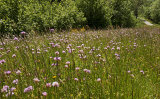 Roadside verge