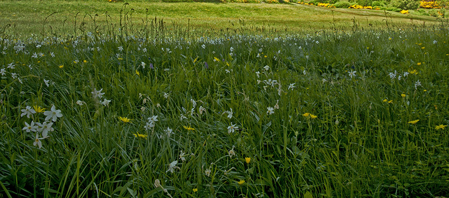 Cevennes flora