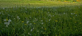 Cevennes flora