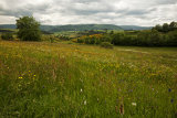 Cevennes meadow
