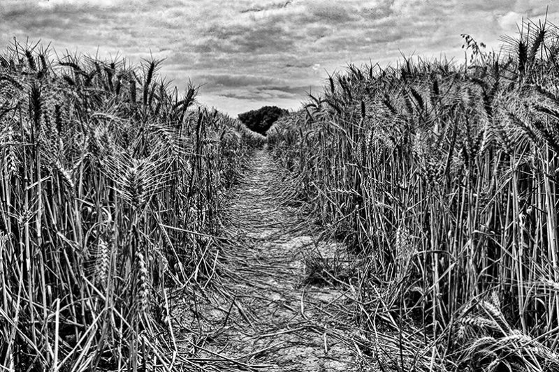 Through the wheatfield