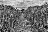 Through the wheatfield