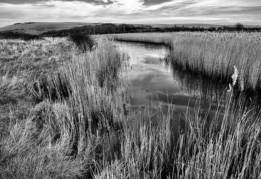 Winter reedbed