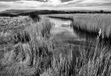 Winter reedbed