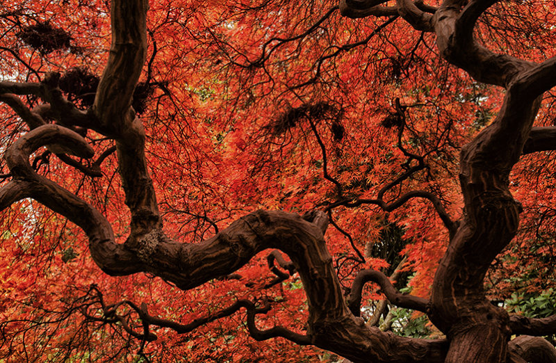 Autumn Glory