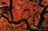 Autumn Glory