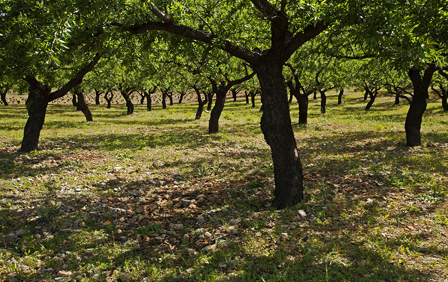 Almond grove