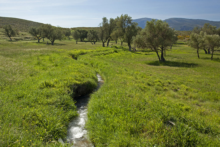 Water for the olives