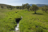 Water for the olives