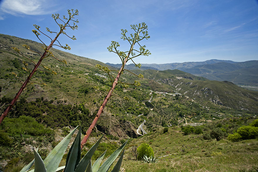 Interesting vegetation