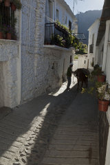 Local transport