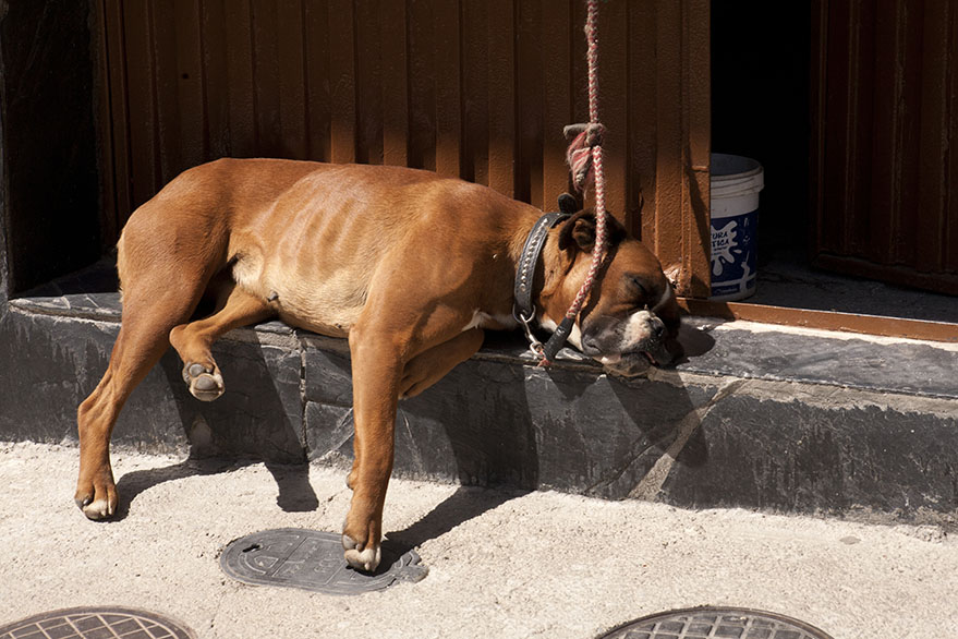 Hot dog!