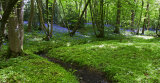 Bluebell woods