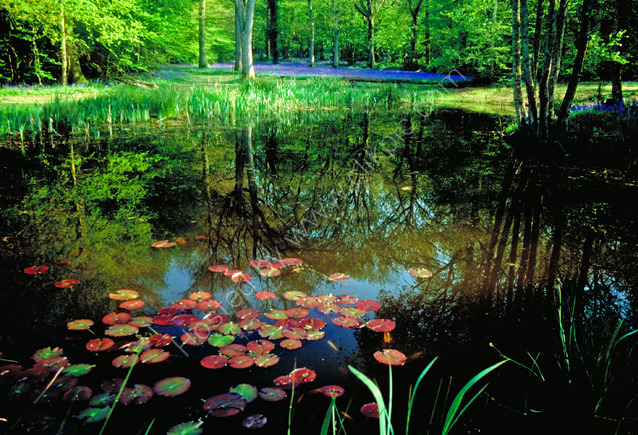 Tranquility
