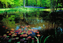 Tranquility
