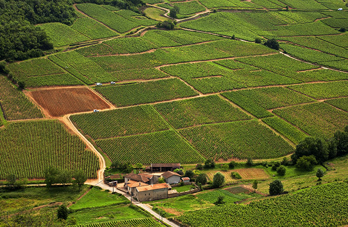 World - famous vineyards