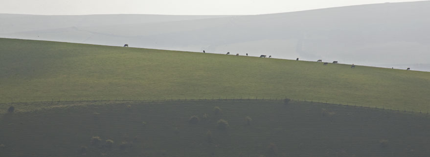 Cattle with a view