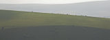Cattle with a view