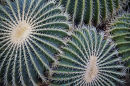 Cactus close up
