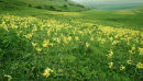 Sea of Cowslips