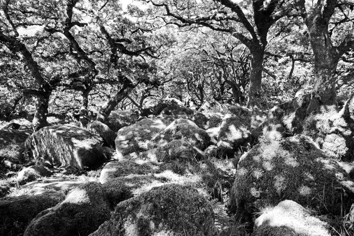 Ancient woodland