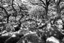 Ancient woodland