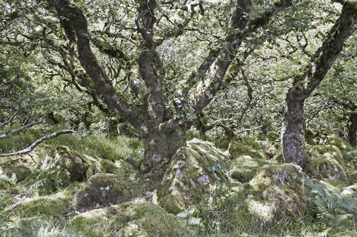 Atmospheric ancient woodland
