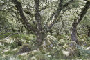 Atmospheric ancient woodland