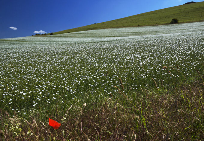 Solitary poppy