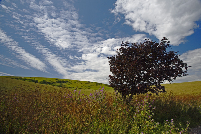 Downland vista