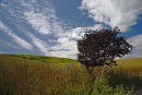 Downland vista
