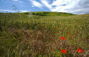 Downland beauty