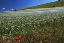 Solitary poppy