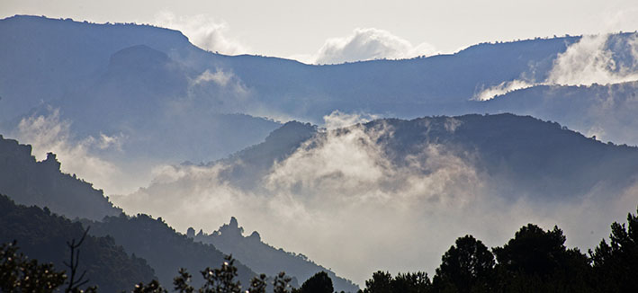 Morning mist