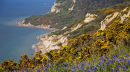 Late Spring glory