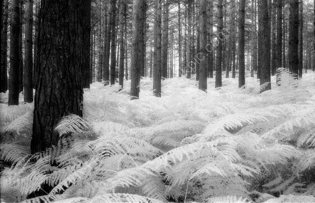 Forest of ferns