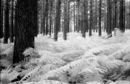 Forest of ferns
